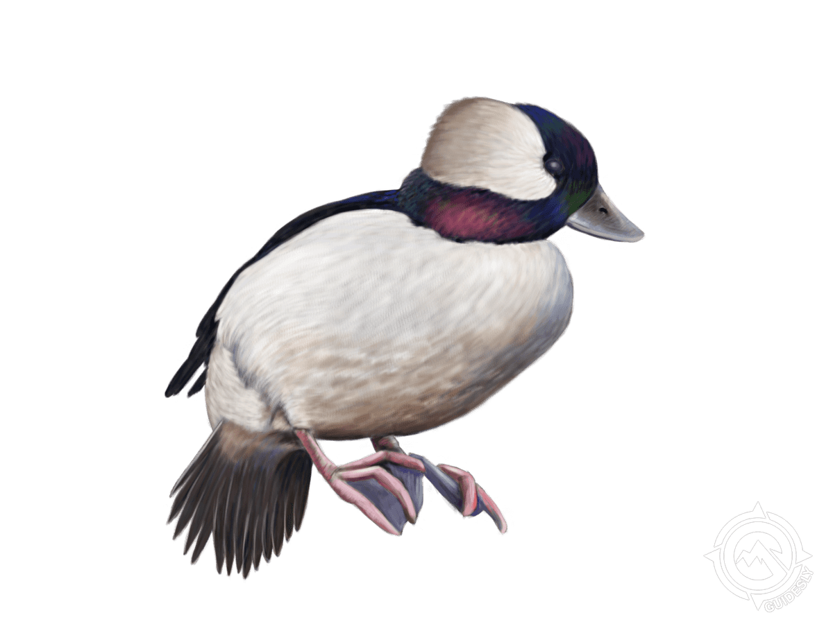 Bufflehead