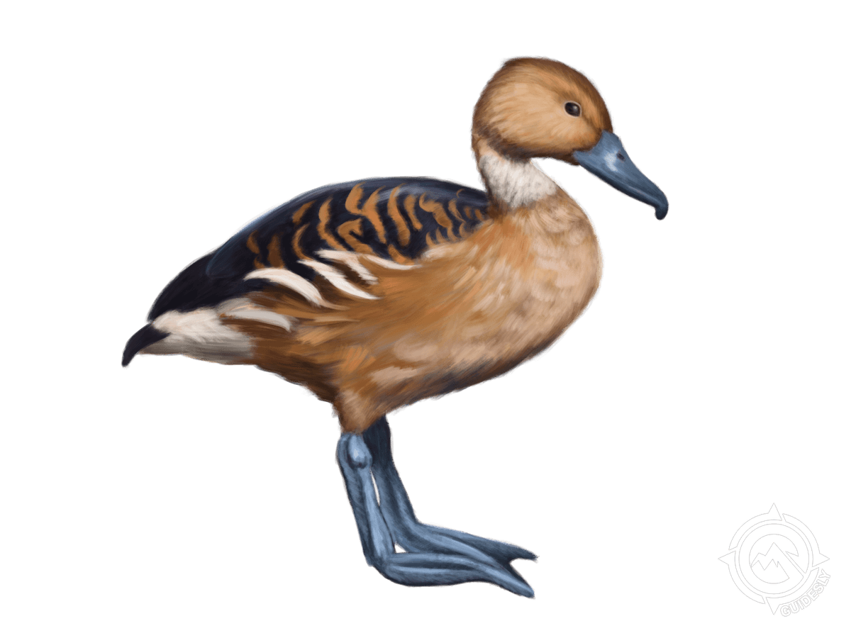 Fulvous Whistling-Duck