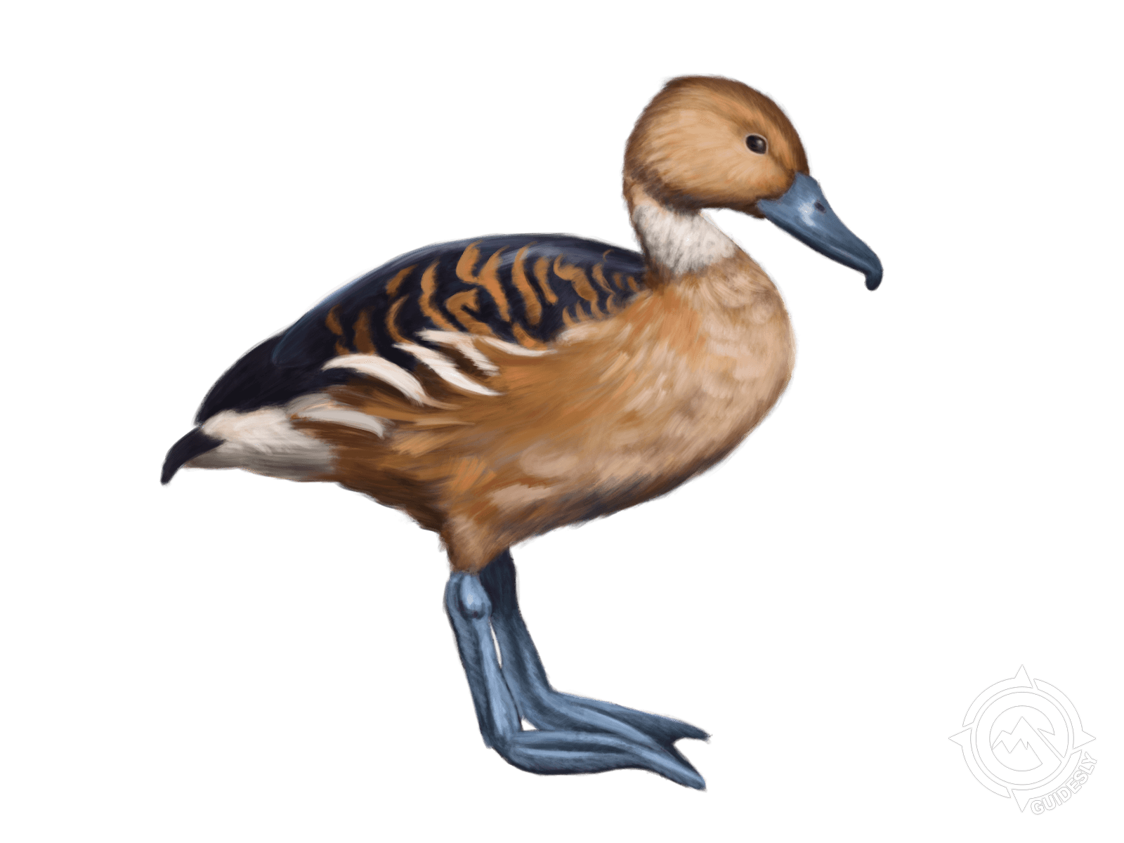 Fulvous Whistling-Duck